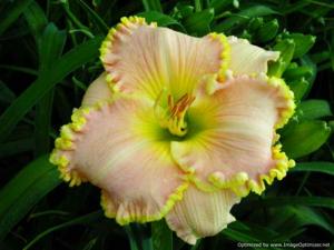 Spacecoast Southern Belle